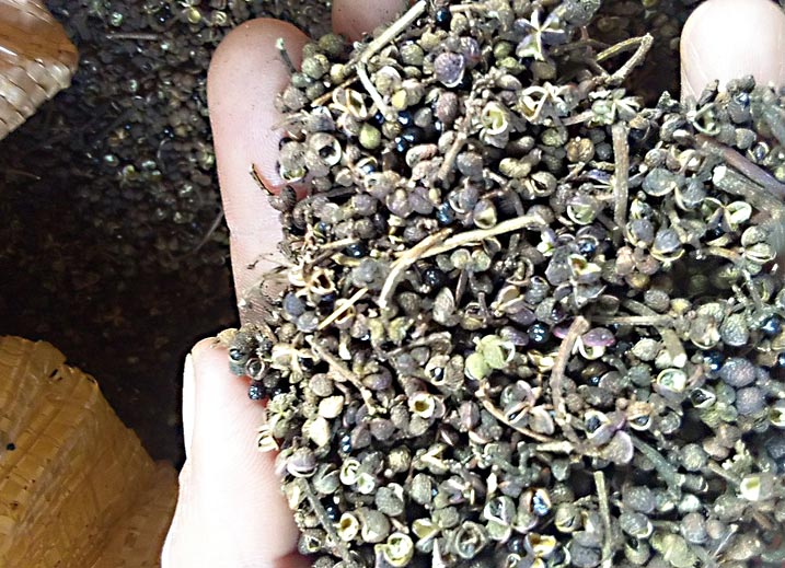 ໝາກ​ແຄນ