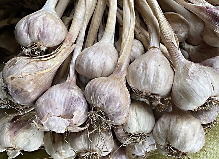 ຫົວ​ກະ​ທຽມ​ລາວ