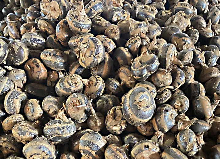 ໝາກ​ແຫ້ວ